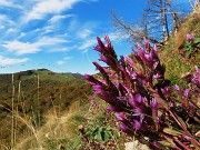 Madonna delle Cime sul Corno Zuccone da Reggetto di Vedeseta-11ott24- FOTOGALLERY